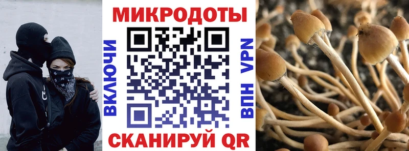 где купить наркоту Заозёрск Псилоцибиновые грибы Psilocybine cubensis